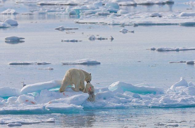 <p>Çevre fotomuhabirliği yapan Jenny Ross, bu vakanın örneklerini Norveç'e ait Svalbard takımadalarında görüntüledi.<br />
"Kendi türünü avlama vakaları daima belirli bir oranda yaşanıyordu" diyen Ross, şimdilerdeyse bu gibi olayların giderek sıklaştığına dikkat çekiyor.</p>
