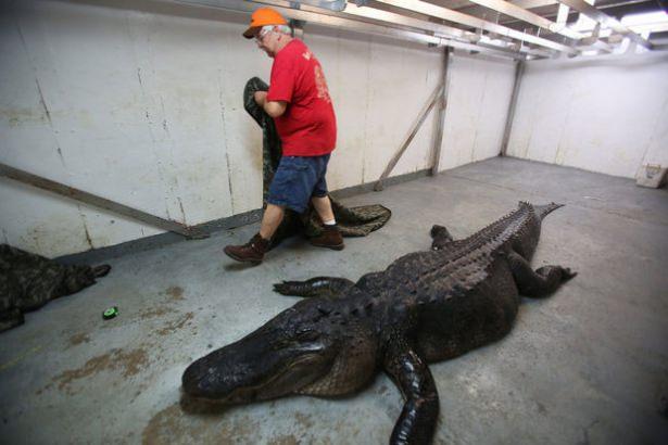 <p>Amerika'nın Alabama eyaletinde 5 kişilik bir aile devasa bir timsahı vurarak öldürdü..</p>

<p> </p>
