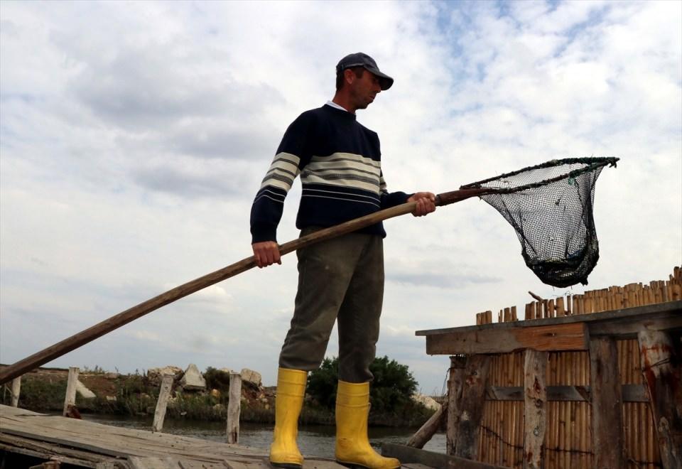 <p>Mavi yengecin kilosunun 5 liradan satıldığını belirten Pınarcı, "Mavi yengeçler İstanbul, Ankara ve Antalya'daki balık restoranlarına ve yurt dışına satılıyor.</p>
