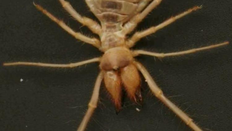 <p>Et yiyen dev 'sarıkız örümceği'</p>

<p>Dünyada Camel Spider olarak bilinen ülkemizde de Sarı Ömer ya da sarıkız olarak adlandırılan örümcek türü, oldukça tehlikeli oluşuyla biliniyor.</p>
