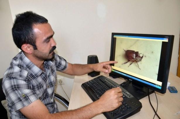 <p> </p>

<p>Evdeki bir saksıya sıkışan ve ev sakinleri tarafından kurtarılan böceğin üzerindeki çamurların diş fırçasıyla temizlenmesi dikkat çekti. </p>
