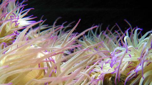 <p>Deniz Anemonu<br />
<br />
Zehirlidir. Temas ettiği bölgede şiddetli acı beraberinde kızarma ve şişlikler oluşur.</p>