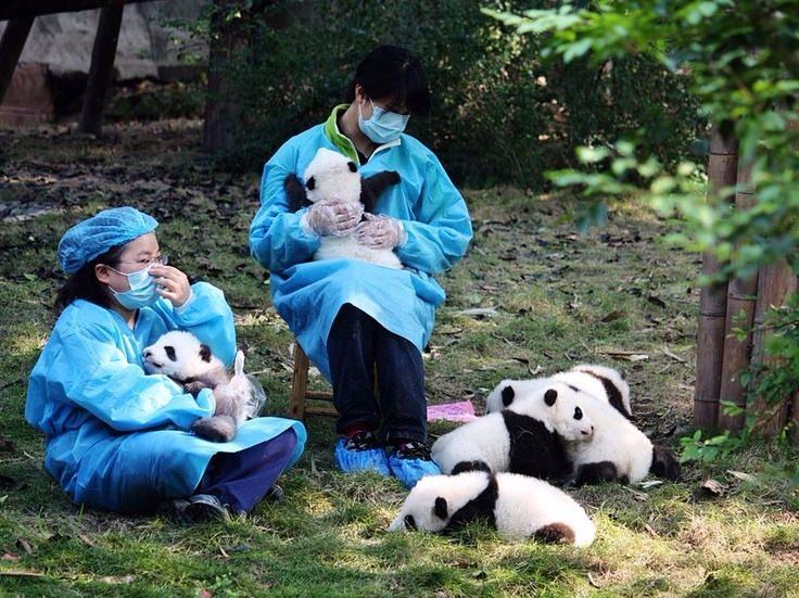 <p>Panda bakıcılarının yıllık kazancı 32.000$ olmakla birlikte, ücretsiz yemek, transit ve konaklama yerleri bulunuyor. Ve yılda 365 gün boyunca bebek pandalarla vakit geçirip onlara sarılıyorlar.</p>