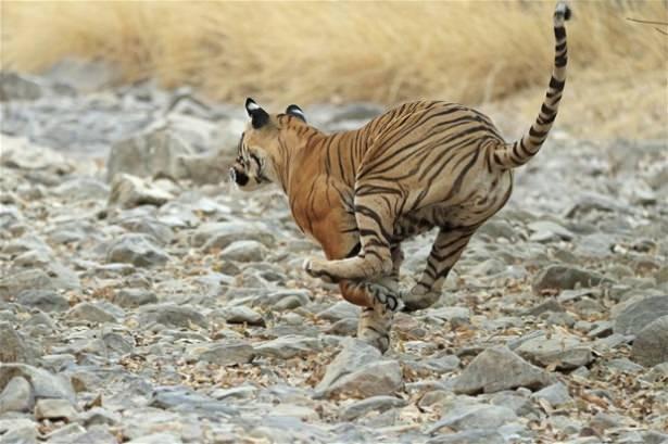 <p>Ranthambore Ulusal Parkı'nda bir kaplanı takip eden sanatçı sabırla hayvanı gözledi.</p>

<p> </p>
