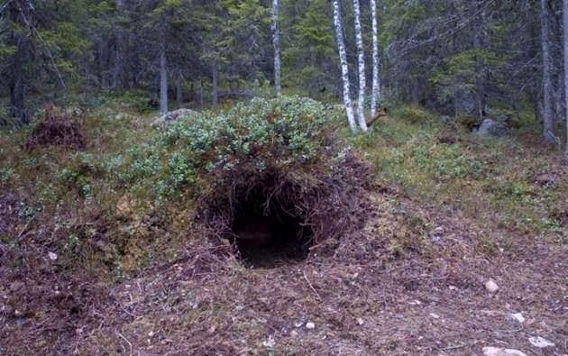 <p>Ayı inlerinin girişleri her zaman kuzeye bakar.</p>
<p> </p>