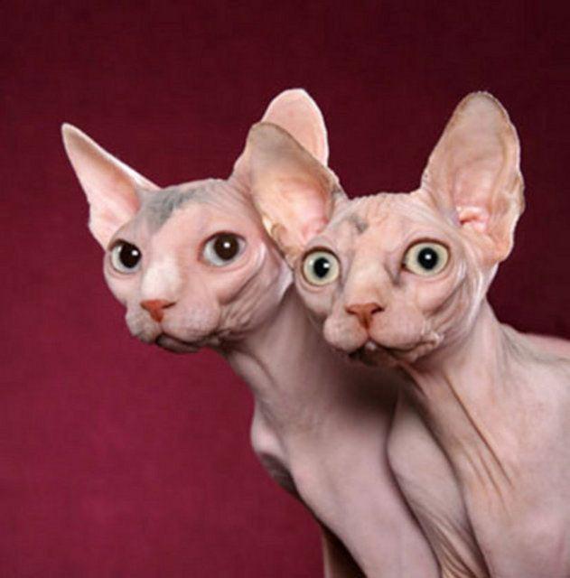 <p>Sphynx, dünyada bilinen tüysüz üç kedi ırkından biridir.</p>

<p> </p>
