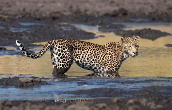 <p>Güney Afrika Botswana'da pusuya yatan bir leopar avında başarılı oluyor. Ancak leoparın avı bu kez ne bir antilop ne de maymun... Aç leoparın hedefinde bu kez bakın ne vardı...</p>
