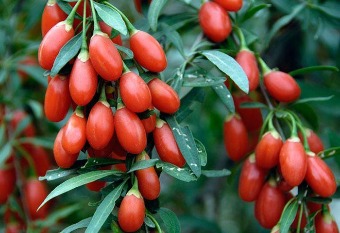 <p>Goji berry</p>
