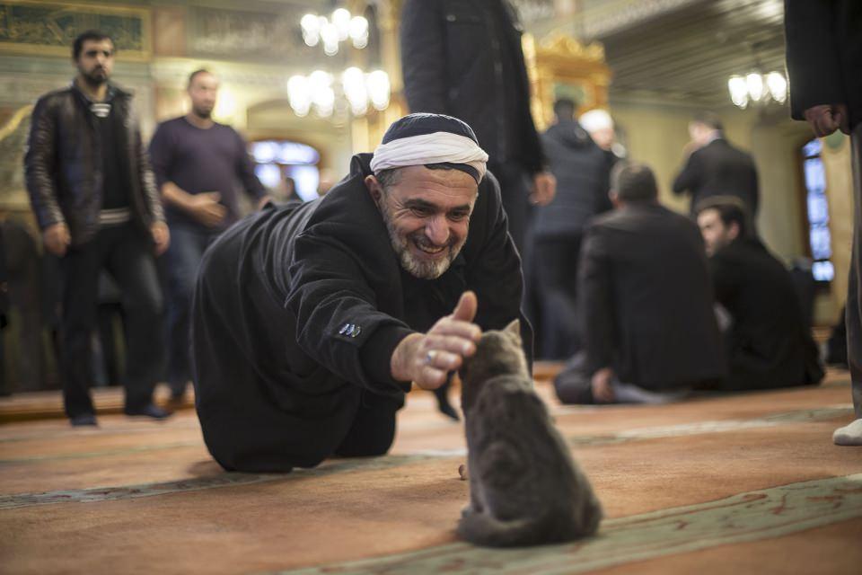 <p><strong>Aziz Mahmud Hüdayi Camisi'nin kedileri</strong><br />
<br />
İstanbul Üsküdar'daki Aziz Mahmud Hüdayi Camisi'nin kapılarını sokak kedilerine açarak, İslam dininin şefkat ve merhametine vurgu yapan imam Mustafa Efe, örnek davranışıyla hem cemaatin hem de sosyal medya takipçilerinin takdirini topladı. Camiye sabah ezanıyla giren, namaz sırasında etrafta dolaşan ya da bir kenarda kıvrılarak uykuya<br />
dalan, hatta yavrularını tek tek minbere taşıyan kediler, cemaat tarafından da benimsendi.<br />
<br />
<strong>Arif Hüdaverdi Yaman</strong></p>

<p> </p>
