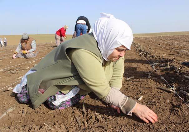 <p>Büyüme ve olgunlaşma sürecinde takip edilen yeni başaklar tekrar kadın işçiler tarafından titizlikle toplanıp sonraki yıllarda daha büyük alanlara ekilerek çiftçilere elit tohum olarak sunuluyor.</p>