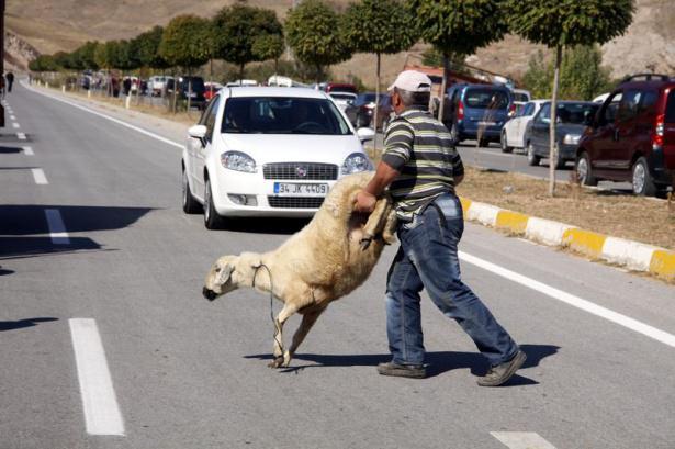 <p> Bazı vatandaşlar satın aldıkları kurbanlıkları araçlarına taşımakta zorlanır.</p>