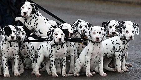 <p>Dalmaçyalılar gut olmayan tek köpek cinsidir.</p>

<p> </p>
