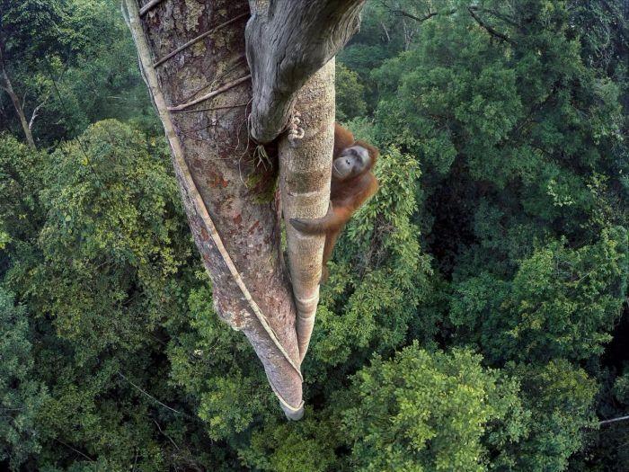 <p>Orangutan'ın GoPro'da tırmanışı, 2016 Yılı Vahşi Yaşam Fotoğrafı.</p>

<p> </p>
