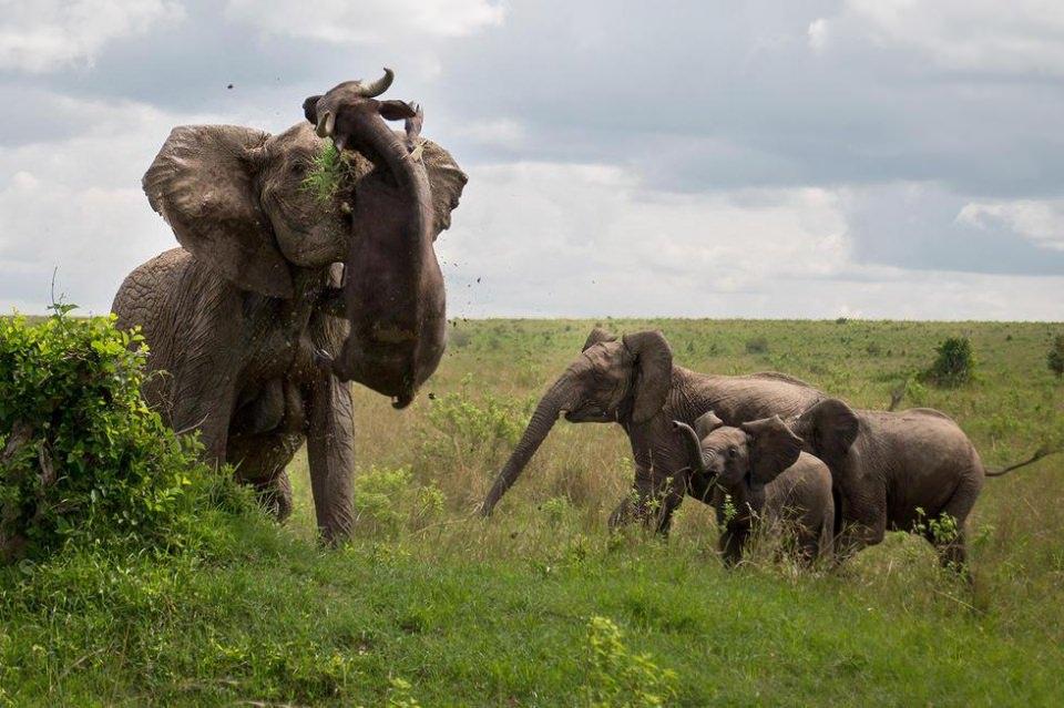 <p>Kenya'nın Masai Mara bölgesinde bir fil, yavru fillere aşırı yaklaşan bir buffaloya saldırıp dişlerini geçirerek dakikalar içerisinde öldürdüğü o anlar saniye saniye görüntülendi. </p>

<p> </p>
