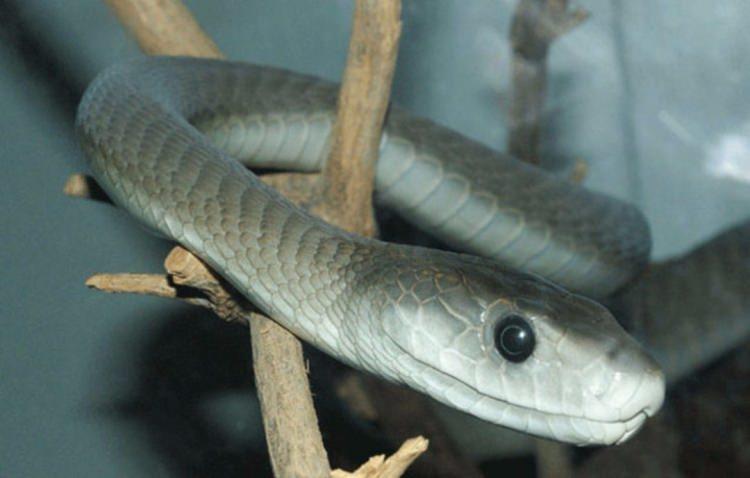 <div>Kara mamba</div>
<div> </div>
<div>Son derece saldırgan ve zehirli bir yılan türüdür.</div>