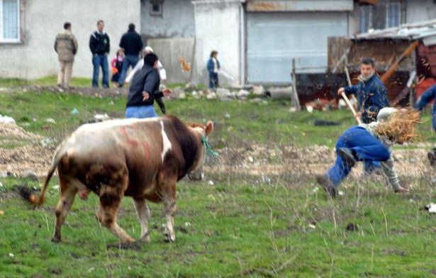 <p>Bursa'nın Merkez Osmangazi İlçesinde kesileceği sırada kaçan kurbanlık boğa yaklaşık 3 saat süren kovalamacanın ardından belediye ekiplerinin tabancayla uyuşturucu iğne yapması sonucunda yakalandı.</p>
