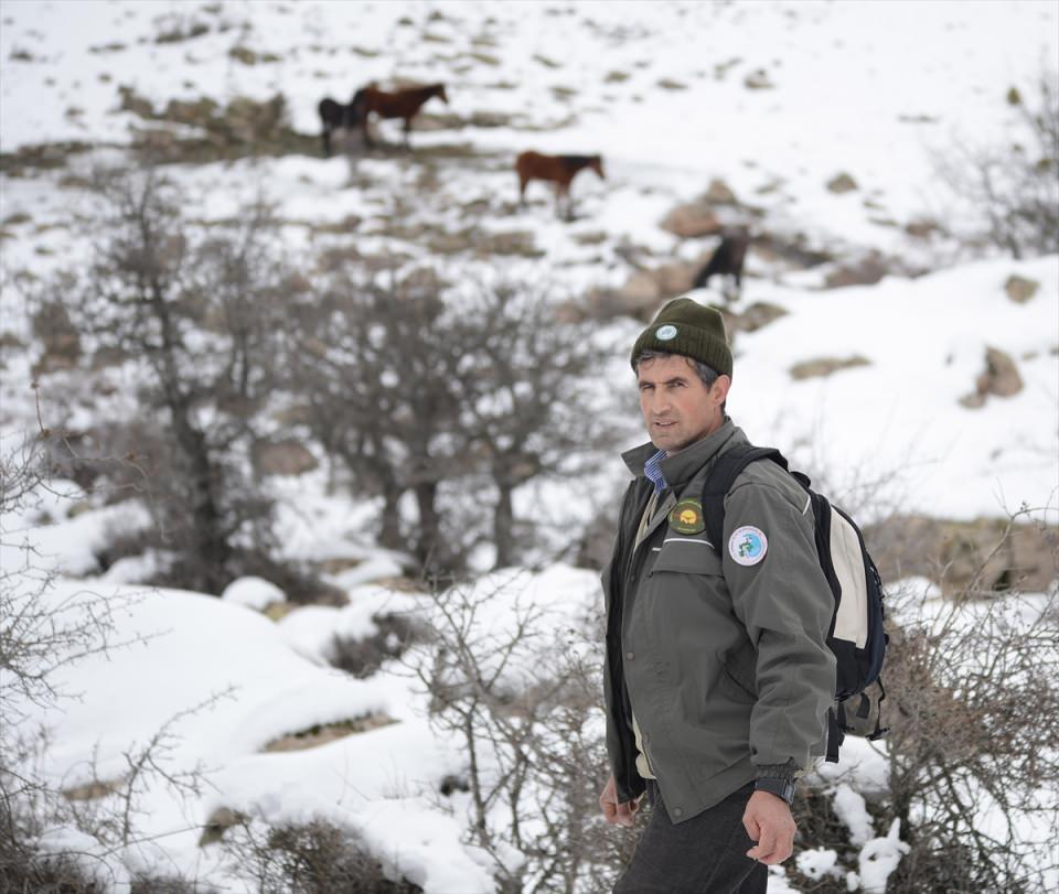 <p>Yaklaşık 10 kilometrekarelik alanda yiyecek arayan yılkı atları, havanın kararmaya başlamasıyla ormanlık alana doğru ilerledi. </p>
<p> </p>