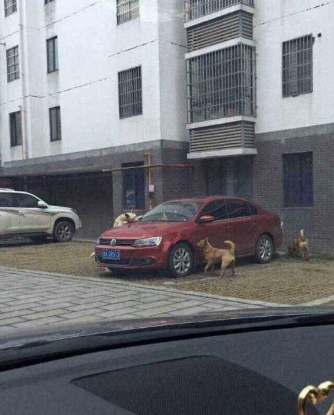 <p>Çinde bir kişi arabasının yanına gelince inanılmaz bir manzarayla karşılaştı.</p>

<p> </p>
