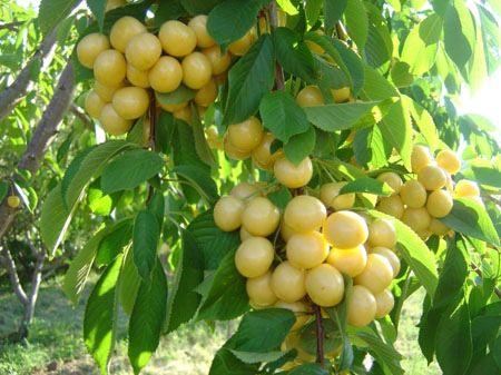 <p>8- Çocukların büyüme sorunlarını giderir</p>