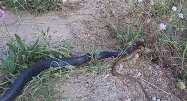 <p>Bir YouTube kullanıcısı tarafından çekilen görüntülerde, zehirli kahverengi yılan defalarca siyah yılanı ısırmasına rağmen başarılı olamadı.</p>

<p> </p>
