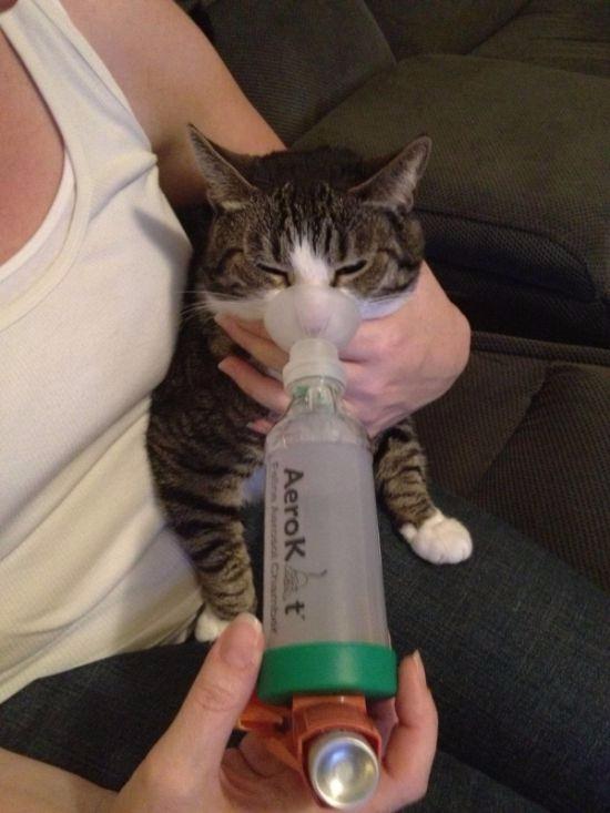 <p>Kedi için astım ilacı</p>
