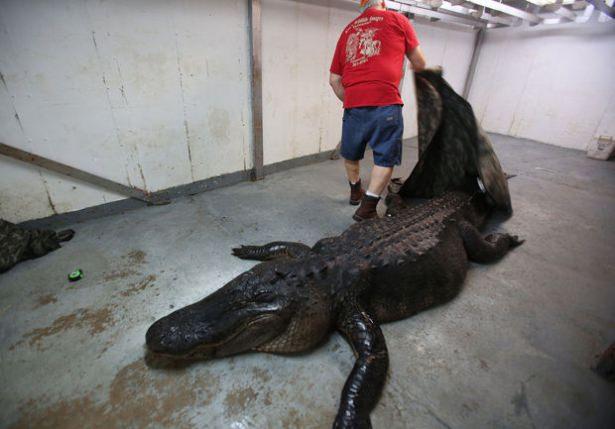 <p>Boyu 4 metre 60 santim olan dev timsah tam 453 kilo geldi..</p>

<p> </p>
