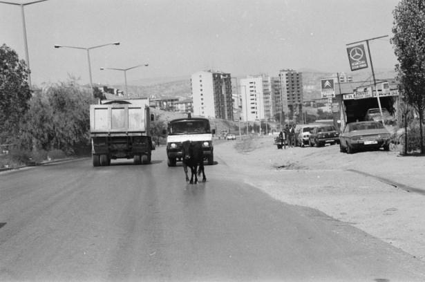 <p>Ankara'da sahibinin elinden kaçan kurbanlık boğa uzun uğraşlar sonunda yakalanabildi.</p>

