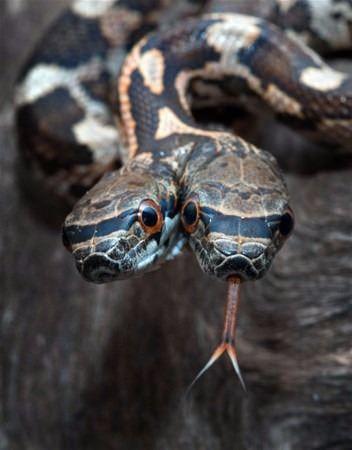 <p>ABD'nin Kansas eyaletinde çift başlı bir yılan görüldü. Bu nadir görülen yılanların birkaç aydan fazla yaşamadığı belirtiliyor.</p>

<p> </p>
