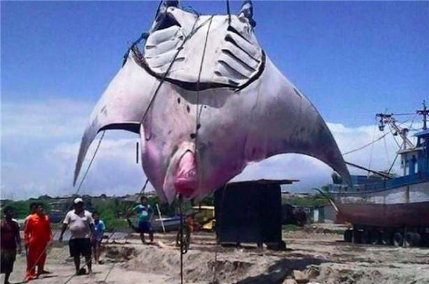 <p>Manta vatozu okyanustaki en büyük vatoz türüdür. Ortalama 7 metre civarındadır.</p>
