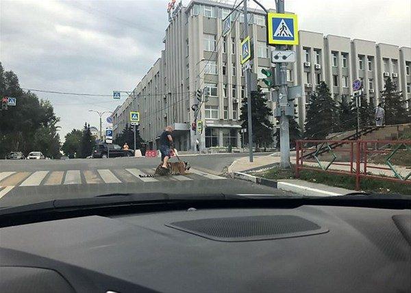 <p>Kaplan ve sahibinin gezintisi, yoldan geçen bir araçtan görüntülendi.</p>
<p> </p>