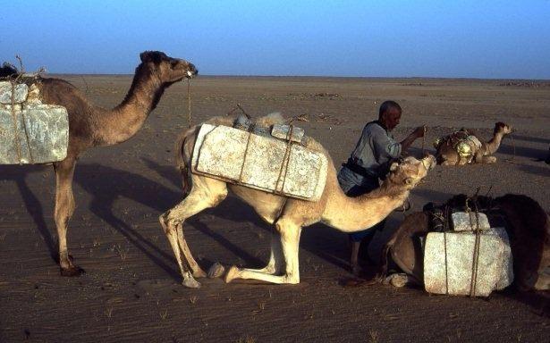 <p>Develerin mideleri çok sayıda kesecikten oluşur ve buradaki özel bakteriler başka canlıların hazmedemediği selülozu (kağıt, tahta) bile hazmeder. Ayrıca bu kesecikler gıda ve suyun depolanarak azar azar kana karışmasında da etkili olurlar. </p>

<p> </p>
