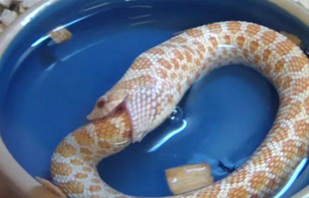 <p>Albino olduğu için nadir bulunan yılan yaklaşık 400 sterlinden alıcı buluyor.</p>
<p> </p>