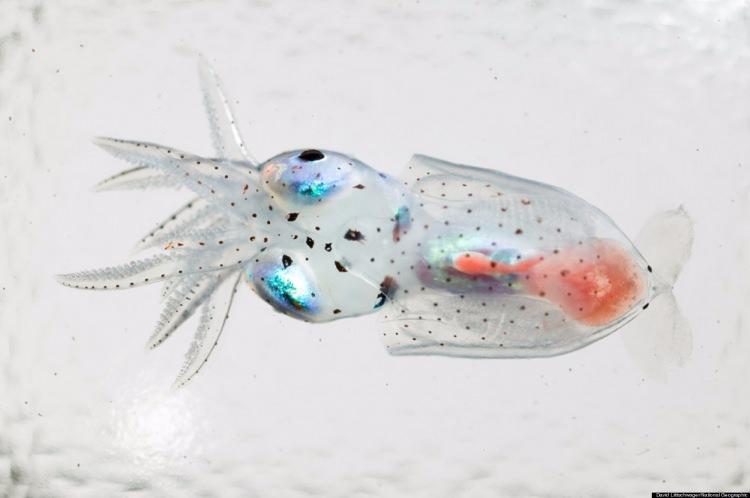 <p>Şeffaf mürekkepbalığı</p>
