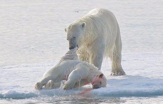 <p>Fotoğraflardan birinde yetişkin bir kutup ayısı, öldürdüğü yavrunun bedenini buzlar üzerinde sürüklerken görülüyor.</p>

<p> </p>

