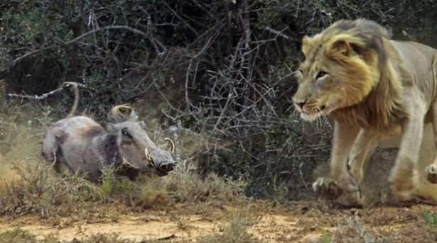 <p>Bu fotoğraflar Güney Afrika'da Dr Trix Jonker tarafından çekildi...</p>

<ul>
</ul>
