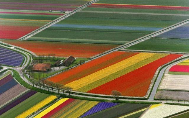 <p>Lale bahçeleri, Hollanda</p>

<p> </p>
