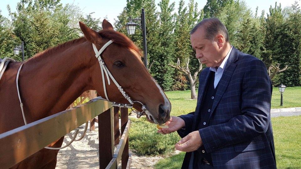 <p>Cumhurbaşkanlığı Başdanışmanı, Recep Tayyip Erdoğan'ın at beslerken ve at binerken fotoğraflarını paylaştı. </p>

<p> </p>
