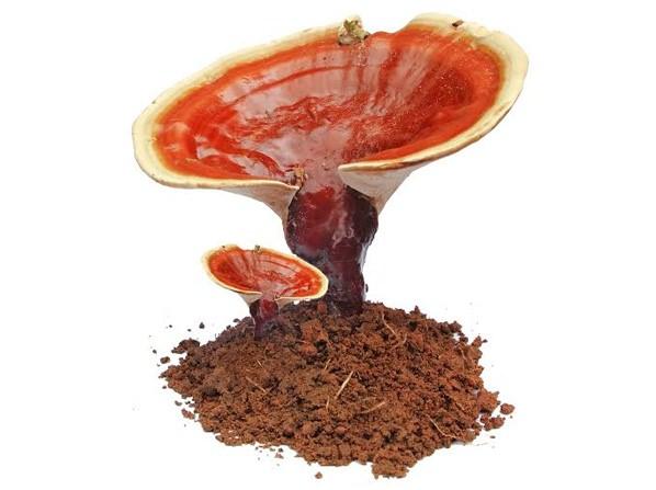 <p><strong>Reishi Mantarının Faydaları</strong></p>

<p>Yapılan çalışmalar, sağlıklı ve uzun bir yaşam sürmek için Reishi mantarının koruyucu olarak kullanılabileceğini göstermektedir.</p>

<p> </p>
