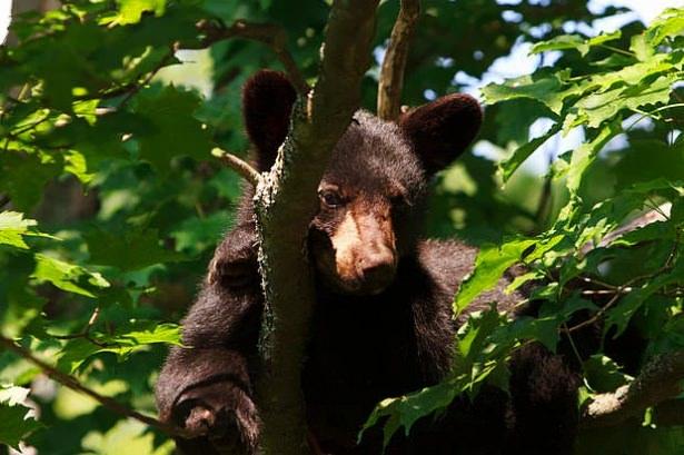 <p> Kara ayılar bazen ağaç tepelerinde de kış uykusuna yatarlar.</p>
