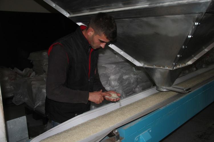 <p>Hasat edilen çeltiğin rutubetli olduğunu, bu nedenle de makinelerde kurutulduğunu anlatan Balcılar, "İlk aşamada biçerdöverde gelen ürün kurutma makinelerinde rutubeti düşürüldükten sonra fabrikalara gider. </p>
