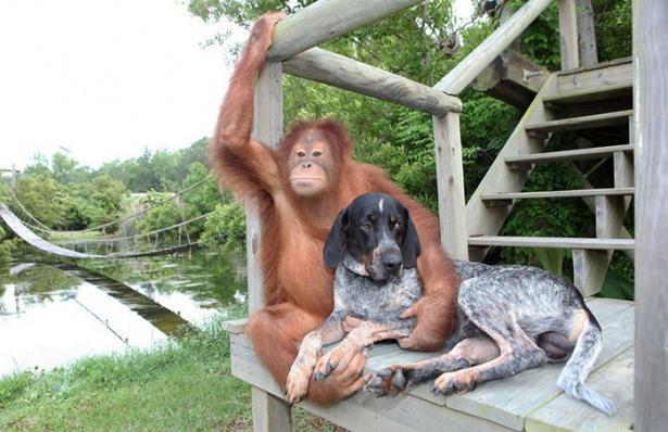 <p> Orangutan Suryia ve köpek Roscoe'nin arkadaşlıkları da oldukça güzel.</p>
