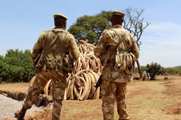 <p>Törenin sonunda, ülke genelinde 2010 ve 2015 yılları arasında ele geçirilen 15 ton fil dişi yakıldı.</p>
