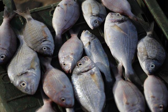 <p>Balıkçılıkla ilgili dünyanın konuştuğu araştırmalara imza atan ünlü Japon bilim insanı Kohei Kihara da, Türkiye'deki balık tüketimiyle ilgili rakamlar karşısında şaşkın.</p>
