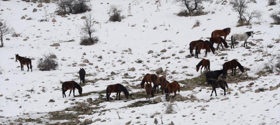 <p>Atların ilk kez büyük bir koloni olarak görüldüğünü ifade eden Tekin, "Zorlu kış şartları nedeniyle atlar birlikte yaşamaya başlamış. Normalde üçerli beşerli gruplar halinde gördüğümüz atlar bu kez 25-30'lu gruba dönüşmüş. Yılkı atlarını ilk kez büyük bir koloni olarak görüntülemenin heyecanını yaşıyoruz" dedi. </p>
<p> </p>