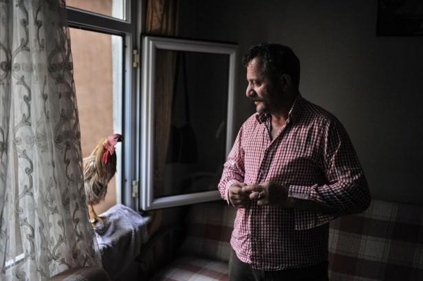 <p>Çocuklarının evde beslemek için 10 yıl önce semt pazarından aldığı civcivi büyüterek, evladı gibi benimseyen Ahmet Öztel, İstanbul'un yarısına karşılık bile horozu "Behlül"den vazgeçemiyor.</p>

<p> </p>

<p> </p>
