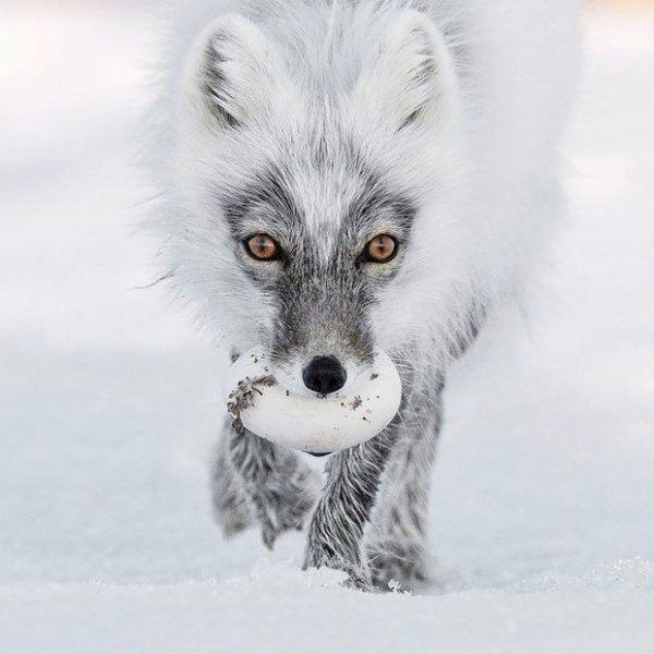 <p>RUSYA Fotoğrafçı: Sergey Gorshkov</p>
