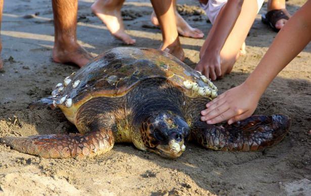 <div>Mersin'de sahilde yüzen vatandaşlar tarafından başından yaralanmış halde bulunan caretta caretta cinsi deniz kaplumbağası, tedavi altına alındı.</div>

<div> </div>
