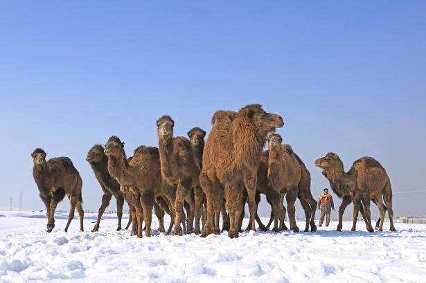 <p>Günde iki kez kar üstünde antrenman yaptırılan develer, özellikle soğuk havaya karşı dayanaklılık testlerine tabii tutuluyor. </p>
