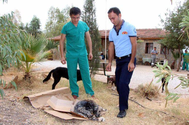 <div>Kangal, gaz yağıyla bu zifti temizleyemeye çalışacaklarını söyledi. Daha sonra vücudunun tahriş olmuş bölgelerine tedavi uygulayacaklarını aktaran Kangal, bu şekilde yavruyu hayatta tutmak için çabalayacaklarını kaydetti. IHA</div>

<div> </div>
