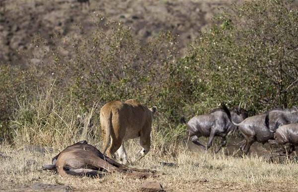 <p>Kenya'da aç bir aslan peşine düştüğü öküzbaşlı antiloplardan birisinin ardından sinsice yaklaştı.</p>
<p> </p>
